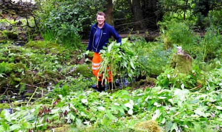 Volunteers help stop one of UK’s most invasive plants from ravaging Cumbrian beauty spot
